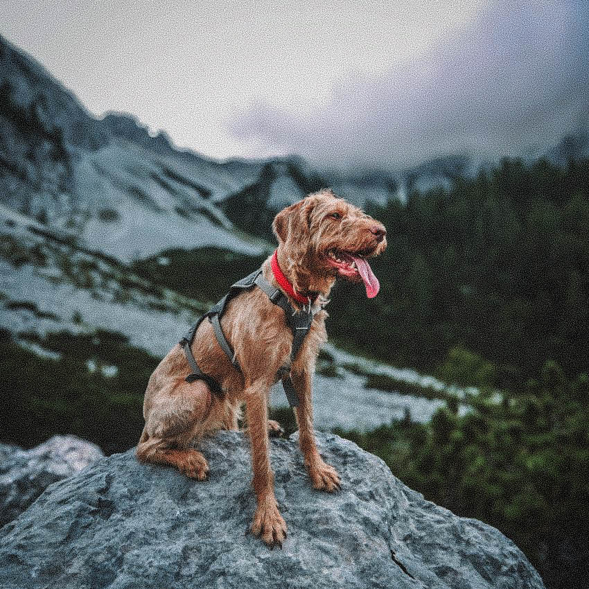 camping pet friendly