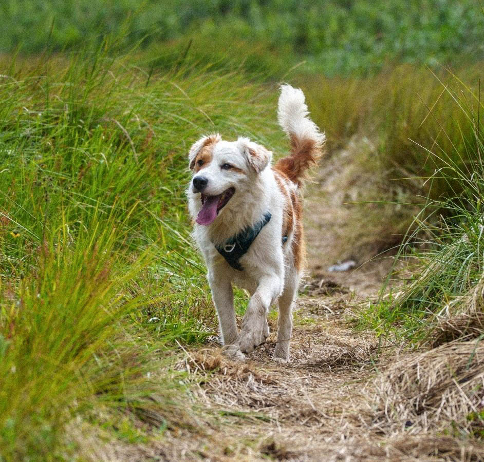 chien camping la marmotte