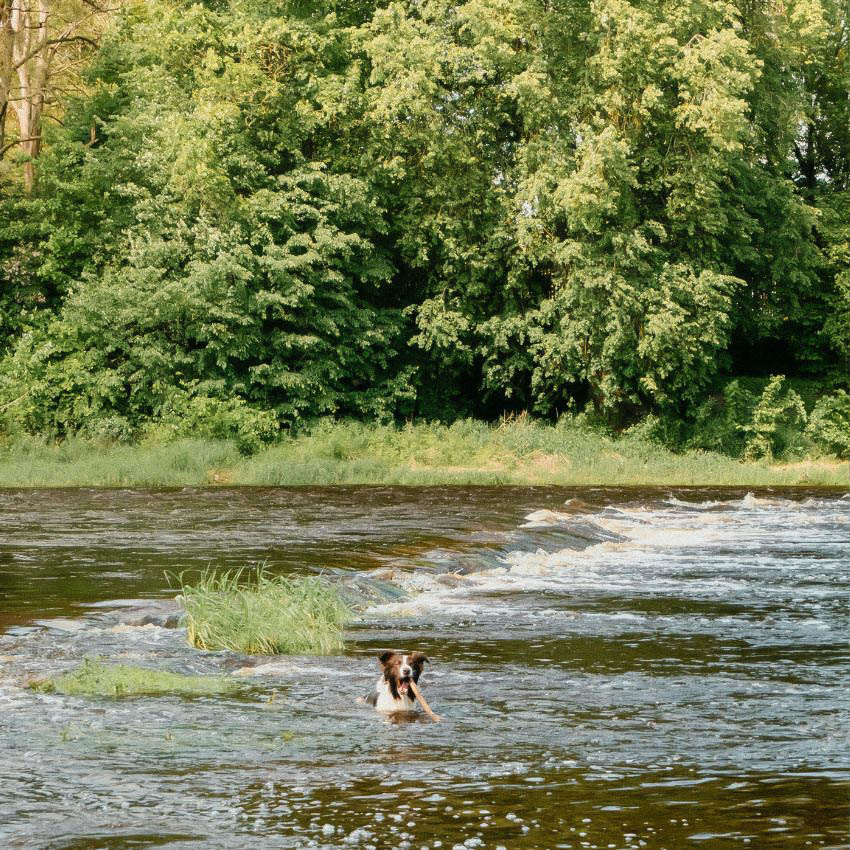 Chien baignade riviere